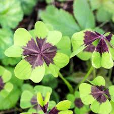 During the day the leaves open out to receive sunlight but at night they retract and fold up. Allium Ampeloprasum Good Luck Plants Plants Purple Foliage