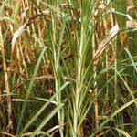 Image result for Acrachne