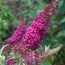 Image result for buddleia davidii