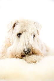 A Visit To The Vet Is In Order If You Spot These Allergy Warning Signs Dog Allergies Dog Health Dog Health Tips