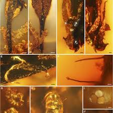 Image result for Elaphoglossum macropodium