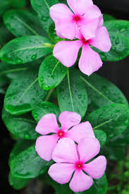 Image result for Catharanthus