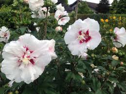 Auch als hochstamm macht dieser hibiskus eine gute figur. Gartentipp Hibiskus Fur Den Garten