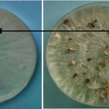 Pdf Inhibition De Sclerotium Rolfsii Sacc Corticiaceae Agent Causal De La Pourriture Du Collet De La Tige De La Tomate Solanaceae Par Xylopia Aethiopica Dunal A Rich Annonaceae Et Trichoderma Sp