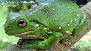 What Kind Of Body Covering Do Amphibians Have Study Com