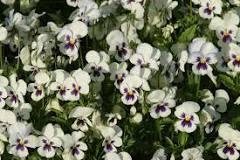 Image result