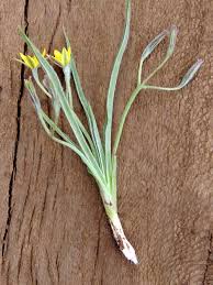 Image result for Hypoxis obtusa