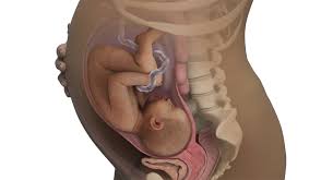 Most women don't necessarily notice when their baby drops in their pelvis until someone says to them (when they haven't seen them for a while) oh it looks l. Your Pregnancy At 36 Weeks Babycentre Uk