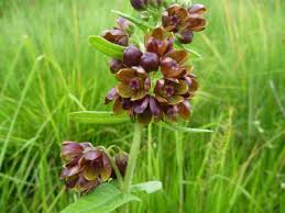 Image result for Psammotropha myriantha