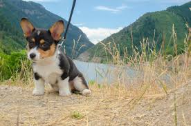 Cardigan welsh corgi puppies, fort worth, texas. Havarti Enjoying The Utah Summer Corgi