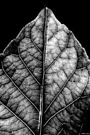 Best Black And White Nature Photographers Pin On Naturally Beautiful