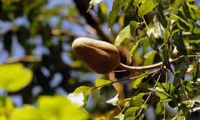 Get latest info on mahogany plants, mahogany trees, suppliers, manufacturers, wholesalers, traders, wholesale suppliers with mahogany plants prices for buying. Letter From Barbados Returning To The Wild On A Manicured Island Environment The Guardian
