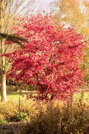 Roter Facherahorn Roter Facherahorn Facherahorn Und Rot