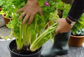 Bercucuk tanam di rumah merupakan salah satu aktiviti yang anda boleh buat bersama keluarga. Pokok Herba Yang Sesuai Ditanam Di Sekitar Rumah Myrokan