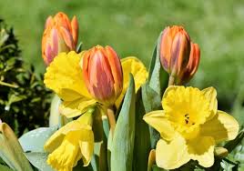 Maybe you would like to learn more about one of these? Planting Fall Bulbs For Spring Flowers Bulb Planting Chart The Old Farmer S Almanac