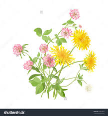 Stock Vector Spring Meadow Flowers Dandelion And Red And White Clover 404910670 Jpg 1 500 1 600 Pixels Flower Drawing Clover Flower Recycled Art
