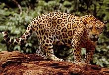 Build your own, book a test drive or find a retailer near you. Jaguar Wikipedia