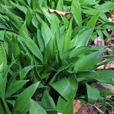 Image result for Allium ursinum