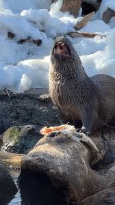 Darwin, Newton, Enapay and Pivane are total foodies! These meat-lovers go  wild for fish like smelt, trout, and capelin, but their menu doesn’t stop  there. Ground meat, shrimp, small rodents and crab ...