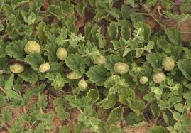 Image result for Dicerocaryum eriocarpum