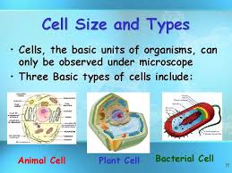 The normal range for an animal cell varies from 10 to 30 micrometers while that for a plant cell stretches from 10 to 100 micrometers. Basic Structure Of A Cell Copyright Cmassengale 1