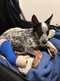 How is dallas veterinary surgical center abbreviated? Dvsc Fort Worth Dallas Veterinary Surgical Center 4631 Citylake Blvd W Fort Worth Tx Veterinarians Mapquest