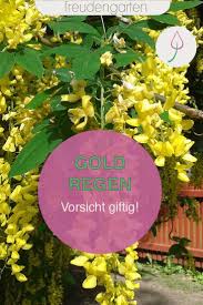 Wie Giftig Ist Goldregen Laburnum In 2020 Pflanzen Straucher Garten Pflegeleichte Pflanzen