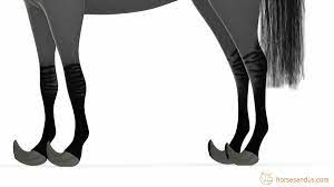 How Do Wild Horses Maintain Their Hooves Horses And Us