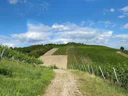 Wir besuchen den schlossberg und die innere leiste am südhang des marienbergs. Wurzburgs Weinberge Im Stadtgebiet Und Landkreis