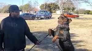 The rottweilers are regarded as one of the oldest herding breeds and 10th most intelligent dog. Top 7 Best Rottweiler Breeders In Texas Tx State 2021 Wowpooch