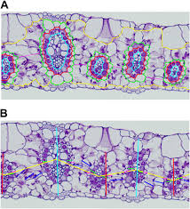 Image result for Isachne mauritiana