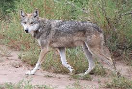 Red Wolf Facts for Kids • Kids Animals Facts