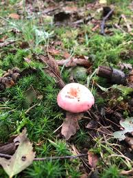 Image result for Russula perlactea