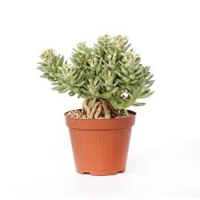 Image result for Monadenium rugosum