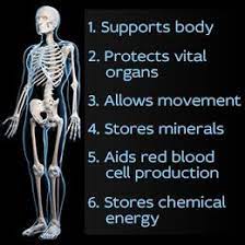 Skeletal System Functions Human Skeletal System Skeletal System Anatomy Skeletal System Functions