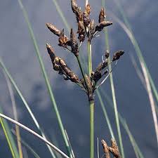 Image result for Fimbristylis madagascariensis