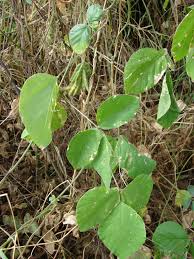 Image result for Neonotonia wightii