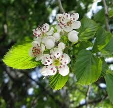 Acer / ˈ eɪ s ər / is a genus of trees and shrubs commonly known as maples.the genus is placed in the family sapindaceae. 27 Flowering Trees For Massachusetts Yards Progardentips