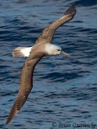 Yellow-nosed Albatross (Thalassarche chlororhynchos) | South Dakota Birds