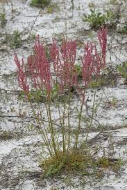 Image result for Rumex