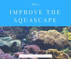 To aquascape a saltwater aquarium this is very, very critical. Improve The Aquascape Saltwater Aquarium Blog