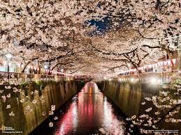 National Geographic On Twitter Japan Cherry Blossom Festival Cherry Blossom Festival Tokyo Cherry