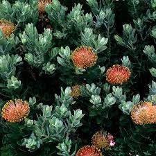 Image result for Leucospermum