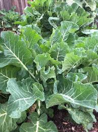 Photo/file the english name for sukuma wiki is collard greens. 1 Rooted Merritt Tree Collard Plant Project Tree Collard