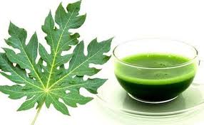 Maybe you would like to learn more about one of these? Daun Pepaya Daun Ajaib Dengan 8 Khasiat Bagi Kesehatan Beritabeta