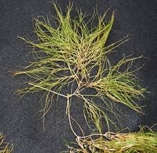 Image result for Panicum pectinellum