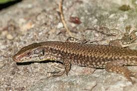 If skunks are under a shed, porch, or house, inspect the structure, and find the entry hole(s). How To Get Rid Of Lizards In The House Yard A Complete Guide 2021