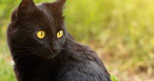 Bombay Cat Black American Shorthair Cat Bombay In 2020 American Shorthair Cat Bombay Cat Animals Care
