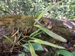 Image result for Bulbophyllum cochleatum