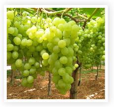 We did not find results for: Puglia Viva Uva Da Tavola